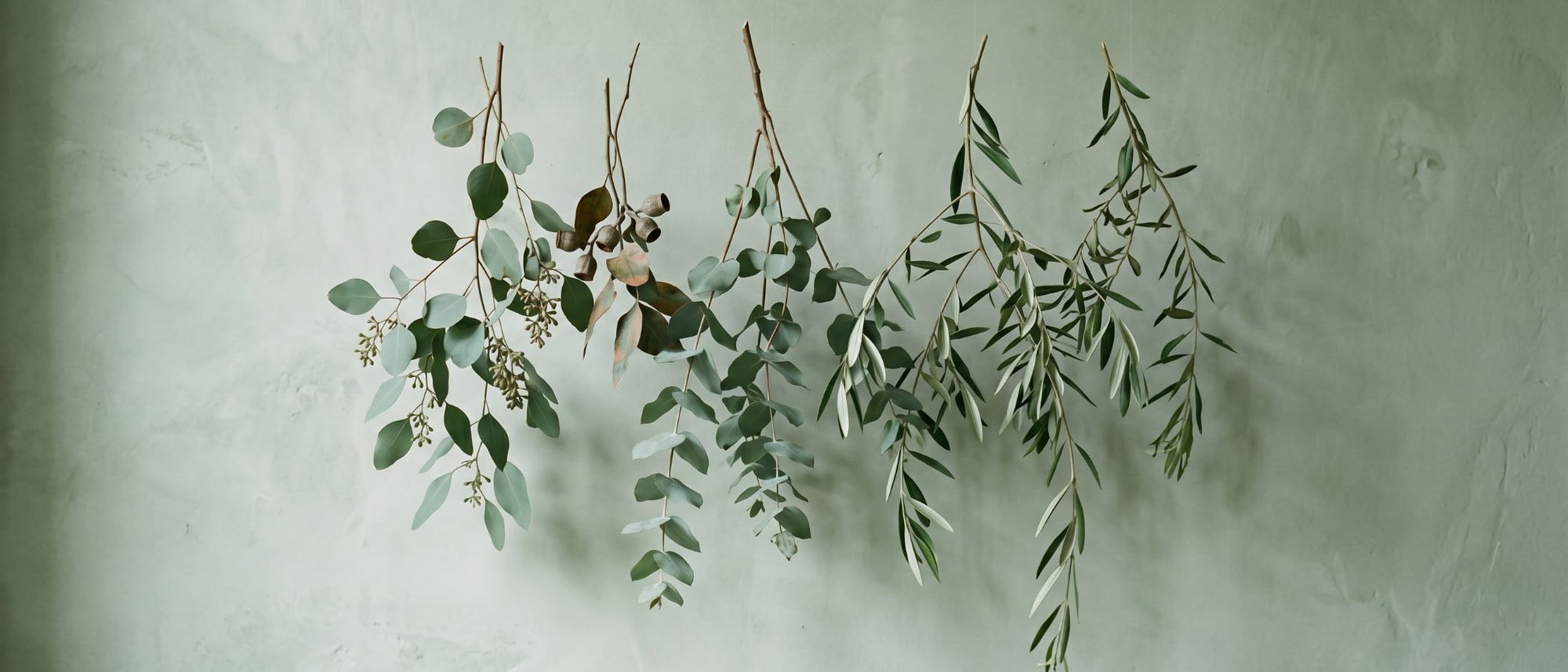 Arctic Sage